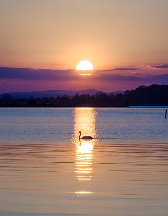 swan caught in reflection of sun on Lough Neagh